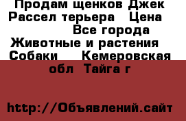 Продам щенков Джек Рассел терьера › Цена ­ 25 000 - Все города Животные и растения » Собаки   . Кемеровская обл.,Тайга г.